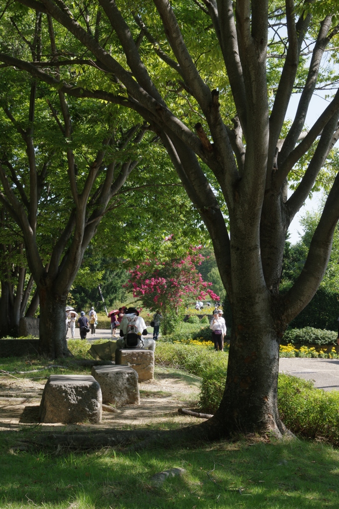 夏の公園・・・⑧