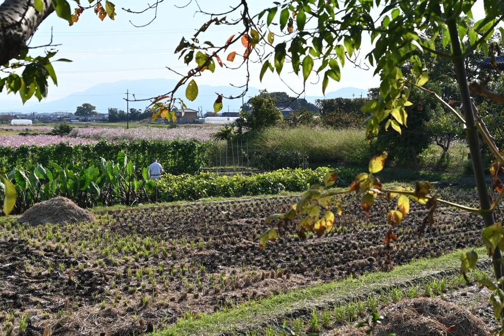 斑鳩お散歩・・・⑥