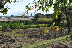 斑鳩お散歩・・・⑥