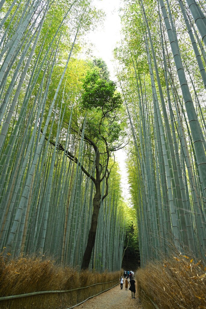 竹林・・・②