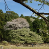 恵利原の大島桜③・・・デカッ。