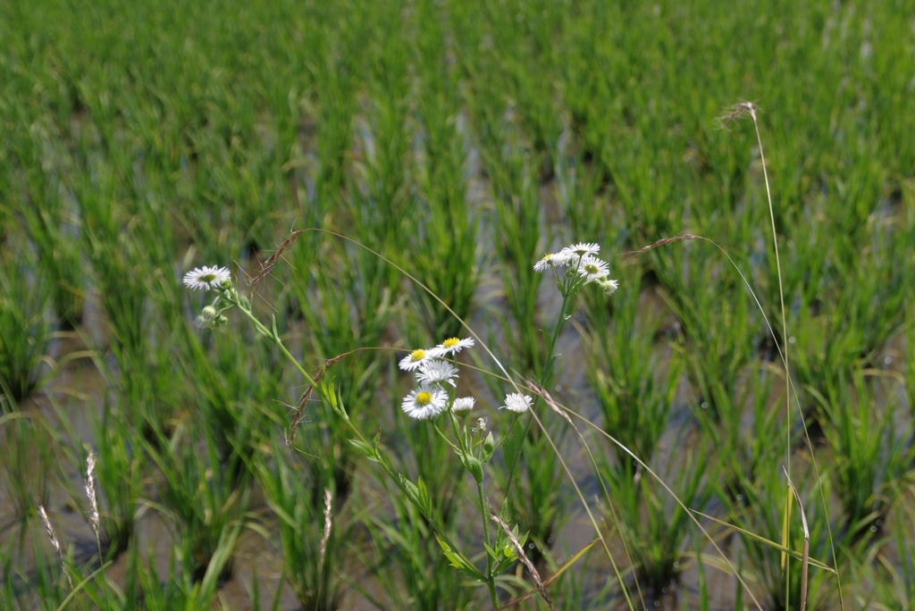 田んぼ②