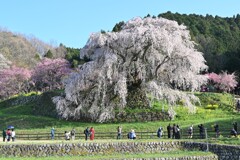 大宇陀　又兵衛桜・・・④