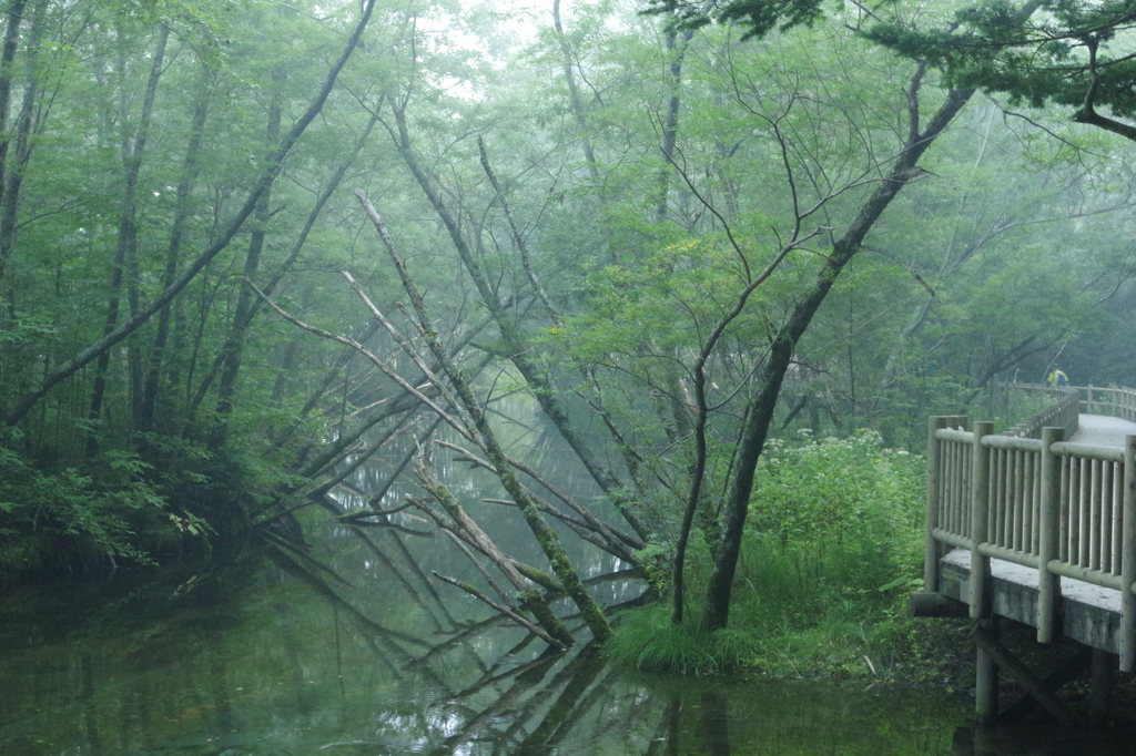 朝靄の遊歩道