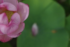 蓮・・・奈良・喜光寺より⑤