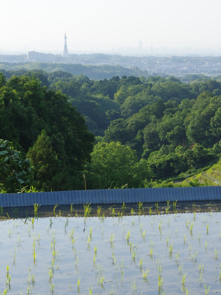 6月の田んぼ・・・諸々⑨