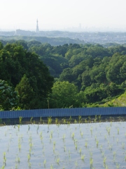 6月の田んぼ・・・諸々⑨