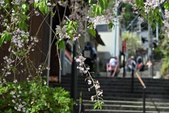散り桜②