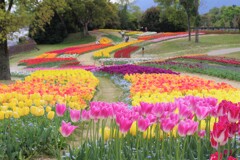 チューリップの花　4月・・・③