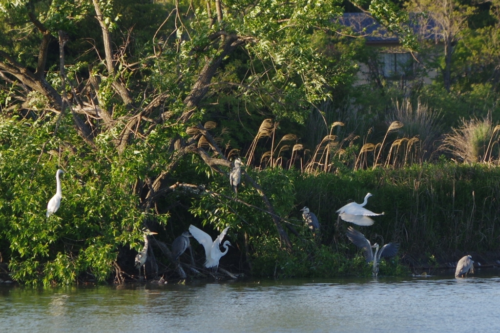 近くの池で・・・③