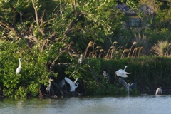 近くの池で・・・③