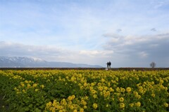 菜の花・・・④