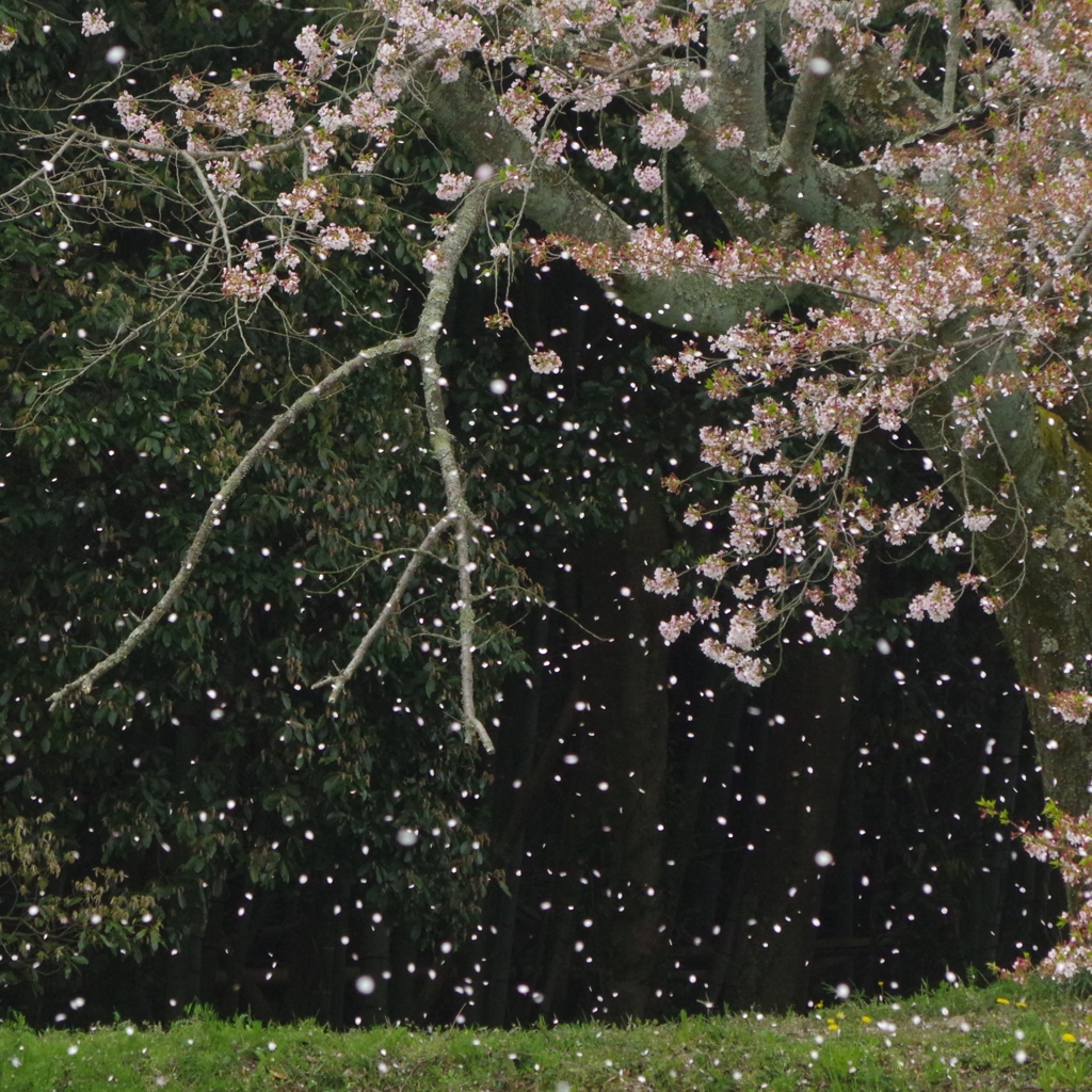 行く春を惜しみつつ・・・永久寺跡⑦