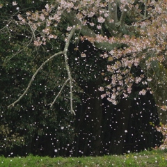 行く春を惜しみつつ・・・永久寺跡⑦