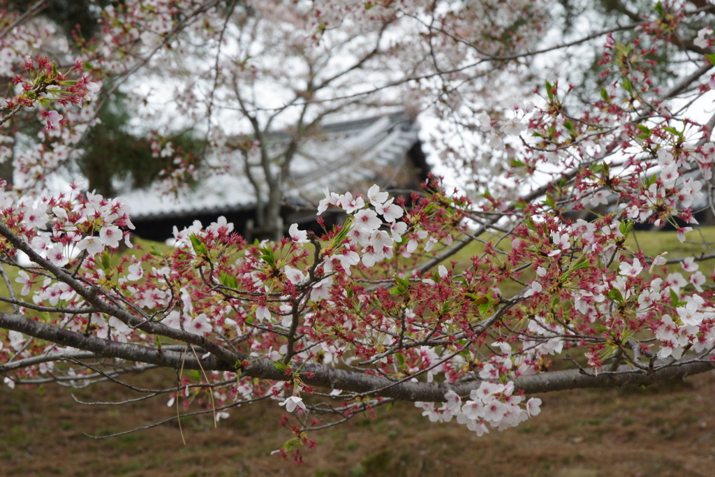 今年見た桜４月・・・・・・⑧