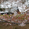 今年見た桜４月・・・・・・⑧