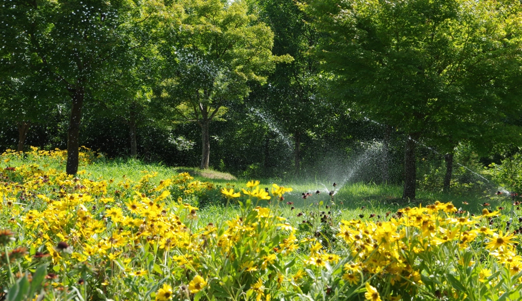 夏の公園・・・③