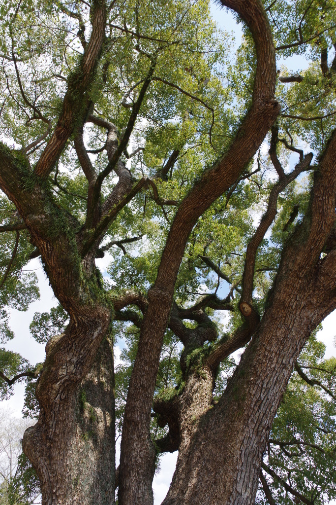 尾道４月・・・・・・⑤