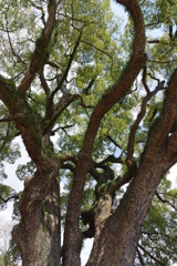 尾道４月・・・・・・⑤