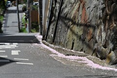 散り桜①