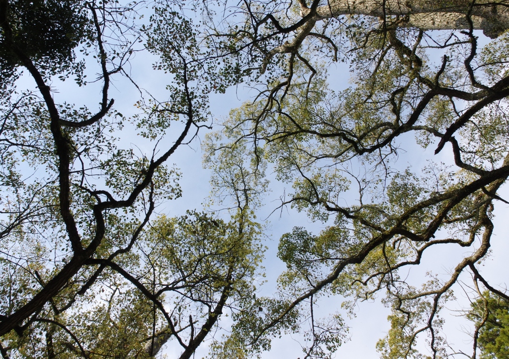 見上げてみたら