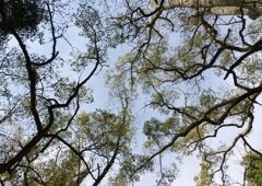 見上げてみたら