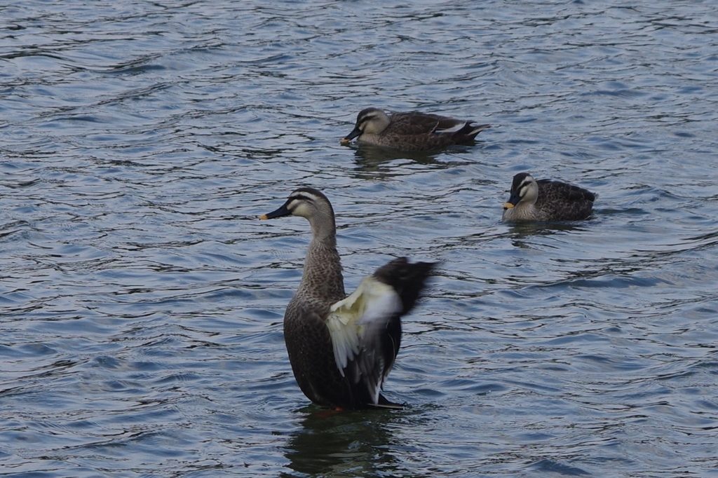 バチャバチャ①