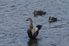 バチャバチャ①