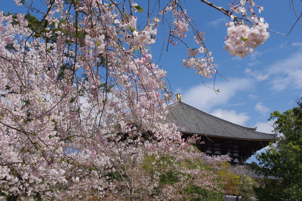 今年見た桜４月・・・・・・⑭
