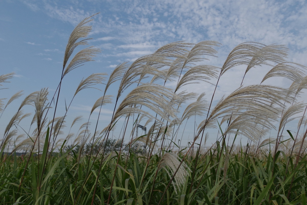 秋晴れ・・・③