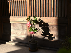 お散歩（奈良）・・・②