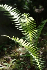 森をお散歩・・・⑦