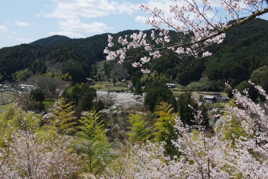 今年見た桜４月・・・・・・⑦
