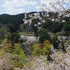 今年見た桜４月・・・・・・⑦