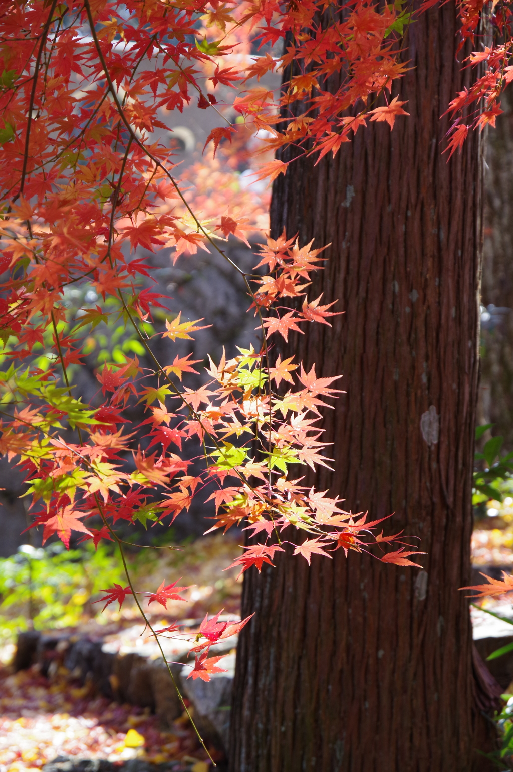 今年会えた紅葉達・・・⑩