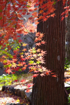 今年会えた紅葉達・・・⑩