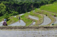 6月の田んぼ・・・③