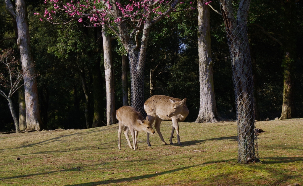 親子連れ・・・①