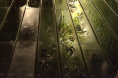 雨の情感・・・③