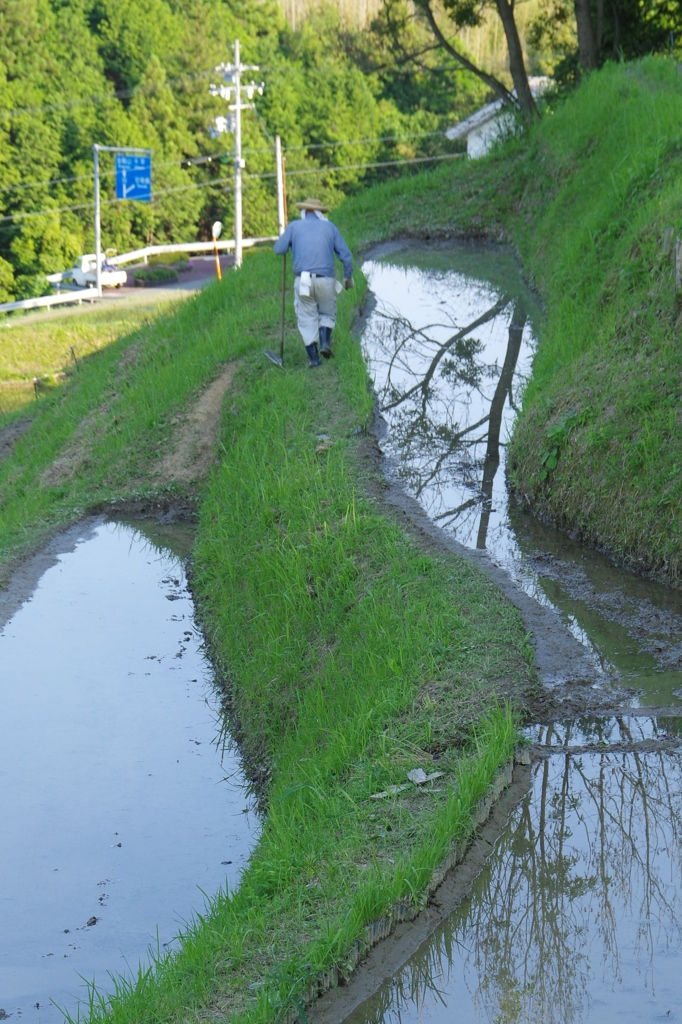 6月の田んぼ・・・②