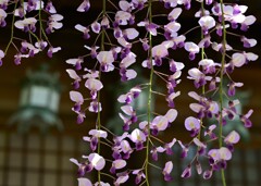 藤の花の頃・・・③