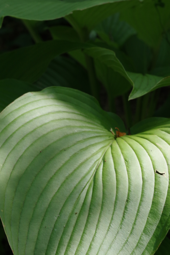 森をお散歩・・・⑥