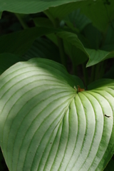 森をお散歩・・・⑥