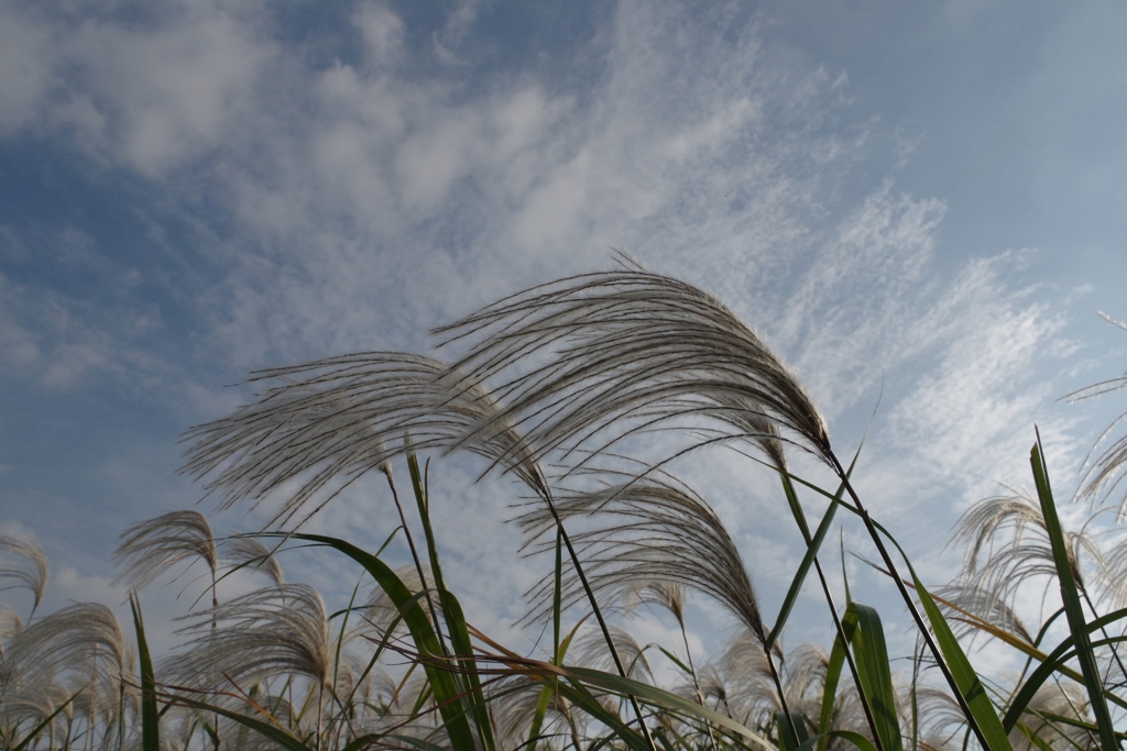 秋晴れ・・・②