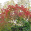 見上げてみました。⑦
