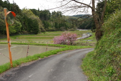 今年見た桜４月・・・・・・②