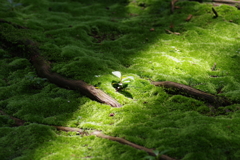 緑さやかに・・・④