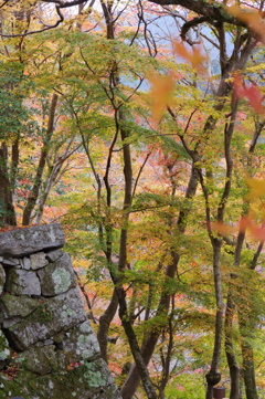 今年会えた紅葉達・・・③