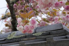 東大寺にて　4月・・・②