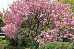 今年見た桜４月・・・・・・⑤